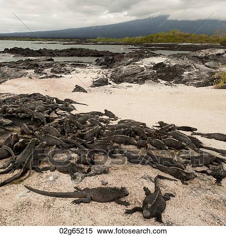 Stock Photography - Group of Marine iguanas (Amblyrhynchus cristatus) on the beach, Punta Espinoza, Fernandina Island, Galapagos Islands, Ecuador. Fotosearch