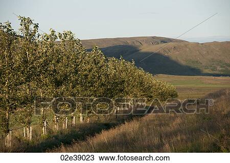 Stock Image - Grove of trees, farmland, and mountains. Fotosearch