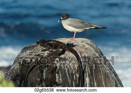 Gull and lizards on a rock, Punta Suarez, Espanola Island, Galapagos Islands, Ecuador View Large Photo Image Stock Photo - Gull and lizards on a rock, Punta Suarez, Espanola Island, Galapagos Islands, Ecuador. Fotosearch