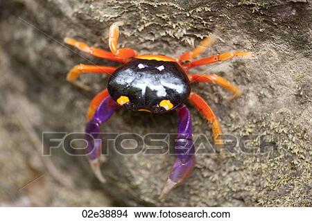 Picture - Halloween or Harlequin Crab on the beach with purple claws and orange legs. Fotosearch