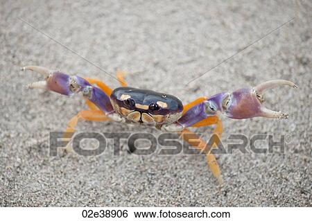 Stock Photograph - Halloween or Harlequin Crab on the beach with purple claws and orange legs. Fotosearch