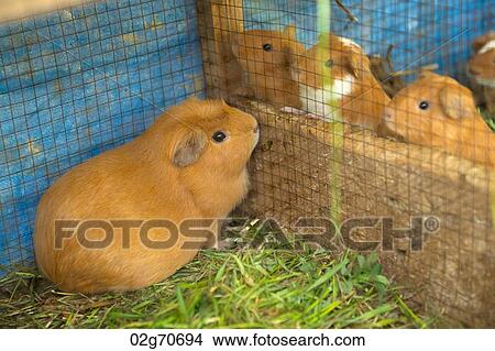 Picture - Hamsters in a cage, Chumpepoke Primary School, Sacred Valley, Cusco Region, Peru. Fotosearch