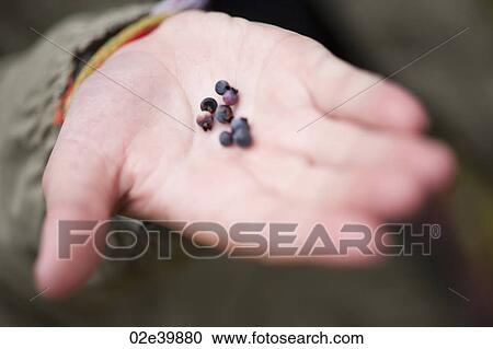 Hand holding wild berries at Lake of the Woods, Ontario View Large Photo Image Stock Image - Hand holding wild berries at Lake of the Woods, Ontario. Fotosearch