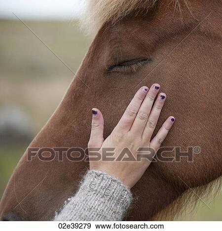 Hand stroking Icelandic horse face View Large Photo Image Stock Photo - Hand stroking Icelandic horse face. Fotosearch