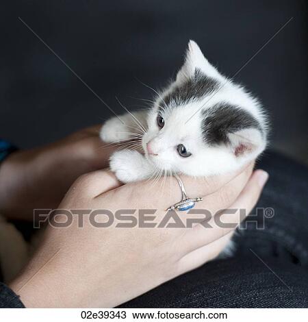 Hand with ring holding kitten View Large Photo Image Stock Image - Hand with ring holding kitten. Fotosearch