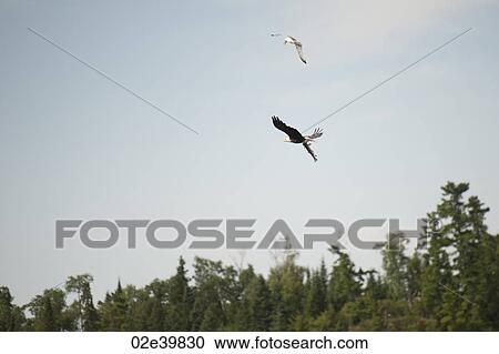 Hawk flying with a fish in his claws over Lake of the Woods, Ontario View Large Photo Image Stock Image - Hawk flying with a fish in his claws over Lake of the Woods, Ontario . Fotosearch