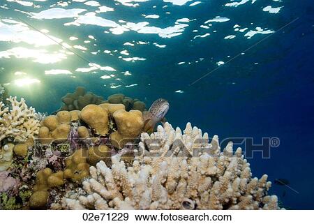 Hawkfish (Paracirrhites Forsteri) View Large Photo Image Stock Photo - Hawkfish (Paracirrhites Forsteri). Fotosearch