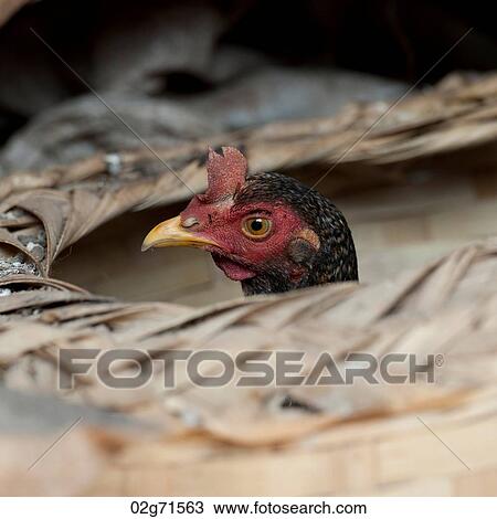 Hen peeking from a basket, Chiang Dao, Chiang Mai Province, Thailand View Large Photo Image Stock Image - Hen peeking from a basket, Chiang Dao, Chiang Mai Province, Thailand. Fotosearch