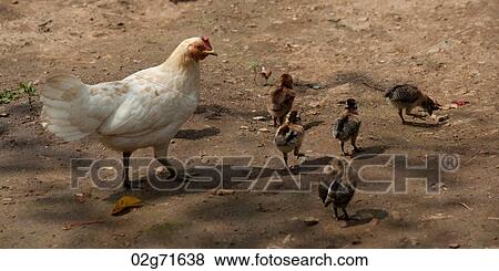 Hen with chickens in a farm, Chiang Dao, Chiang Mai Province, Thailand View Large Photo Image Stock Photo - Hen with chickens in a farm, Chiang Dao, Chiang Mai Province, Thailand. Fotosearch