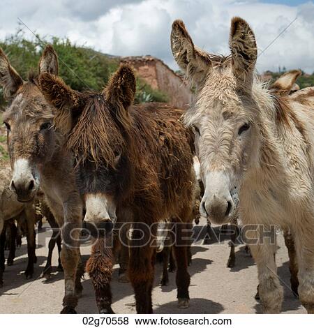 Herd of donkeys, Sacred Valley, Cusco Region, Peru View Large Photo Image Stock Photo - Herd of donkeys, Sacred Valley, Cusco Region, Peru. Fotosearch