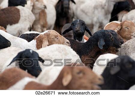 Herd of goats in Kenya View Large Photo Image Stock Image - Herd of goats in Kenya. Fotosearch