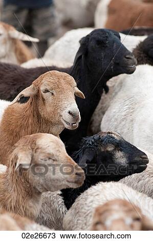 Herd of goats in Kenya View Large Photo Image Stock Image - Herd of goats in Kenya. Fotosearch