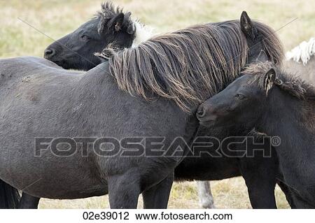 Herd of nuzzling Icelandic horses View Large Photo Image Stock Image - Herd of nuzzling Icelandic horses. Fotosearch