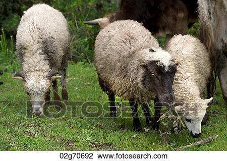 Herd of sheep grazing in the field, Sacred Valley, Cusco Region, Peru View Large Photo Image Stock Image - Herd of sheep grazing in the field, Sacred Valley, Cusco Region, Peru. Fotosearch