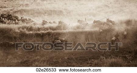 Herd of wildebeests in Kenya View Large Photo Image Stock Image - Herd of wildebeests in Kenya. Fotosearch