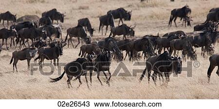 Herd of wildebeests in Kenya View Large Photo Image Stock Image - Herd of wildebeests in Kenya. Fotosearch