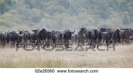 Herd of wildebeests in Kenya View Large Photo Image Stock Image - Herd of wildebeests in Kenya. Fotosearch