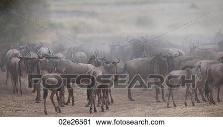 Herd of wildebeests in Kenya View Large Photo Image Stock Image - Herd of wildebeests in Kenya. Fotosearch