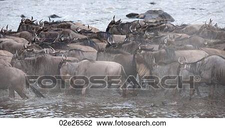 Herd of wildebeests in Kenya View Large Photo Image Stock Image - Herd of wildebeests in Kenya. Fotosearch