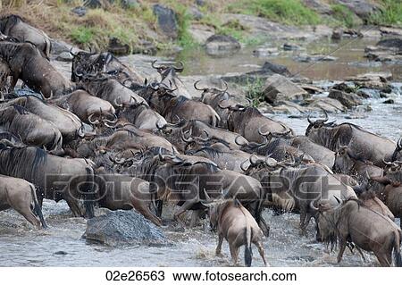 Stock Image - Herd of wildebeests in Kenya. Fotosearch