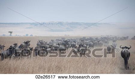 Herd of wildebeests in Kenya View Large Photo Image Stock Photo - Herd of wildebeests in Kenya. Fotosearch