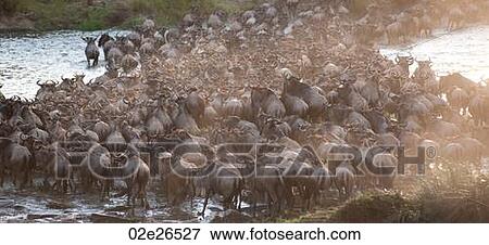 Herd of wildebeests in Kenya View Large Photo Image Stock Photo - Herd of wildebeests in Kenya. Fotosearch
