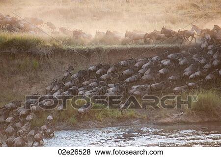 Herd of wildebeests in Kenya View Large Photo Image Stock Photo - Herd of wildebeests in Kenya. Fotosearch