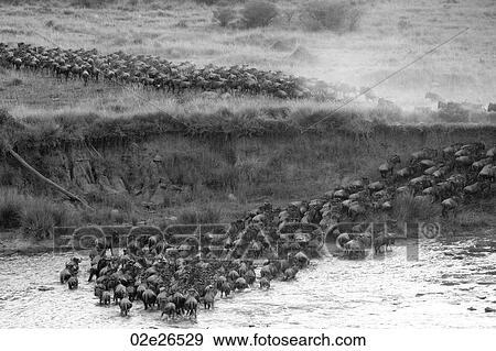 Herd of wildebeests in Kenya View Large Photo Image Stock Photo - Herd of wildebeests in Kenya. Fotosearch