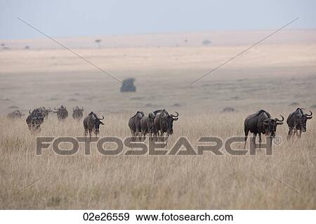 Herd of wildebeests in Kenya View Large Photo Image Stock Photo - Herd of wildebeests in Kenya. Fotosearch