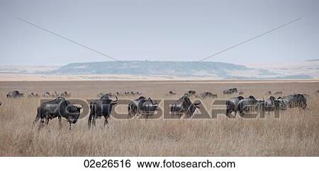 Herd of wildebeests in Kenya View Large Photo Image Stock Photograph - Herd of wildebeests in Kenya. Fotosearch