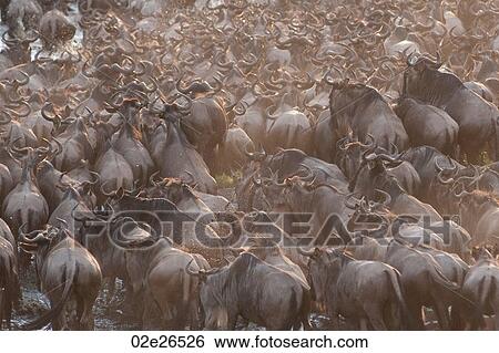 Herd of wildebeests in Kenya View Large Photo Image Stock Photograph - Herd of wildebeests in Kenya. Fotosearch