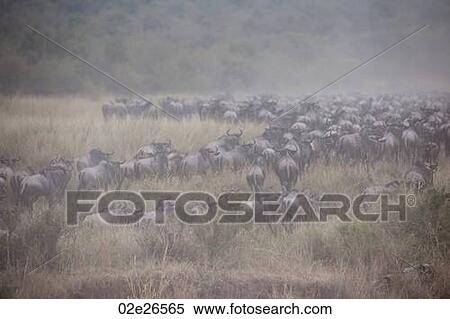 Stock Photography - Herd of wildebeests in Kenya. Fotosearch