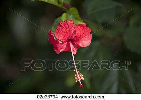 Hibiscus flower in forests of Costa Rica View Large Photo Image Picture - Hibiscus flower in forests of Costa Rica. Fotosearch