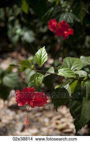 Hibiscus flower in forests of Costa Rica View Large Photo Image Picture - Hibiscus flower in forests of Costa Rica. Fotosearch