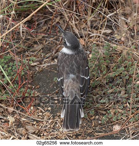 Stock Photograph - High angle view of a bird, Puerto Egas, Santiago Island, Galapagos Islands, Ecuador. Fotosearch