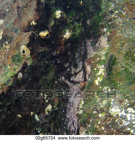 High angle view of a fish underwater, Gardner Bay, Espanola Island, Galapagos Islands, Ecuador View Large Photo Image Picture - High angle view of a fish underwater, Gardner Bay, Espanola Island, Galapagos Islands, Ecuador. Fotosearch