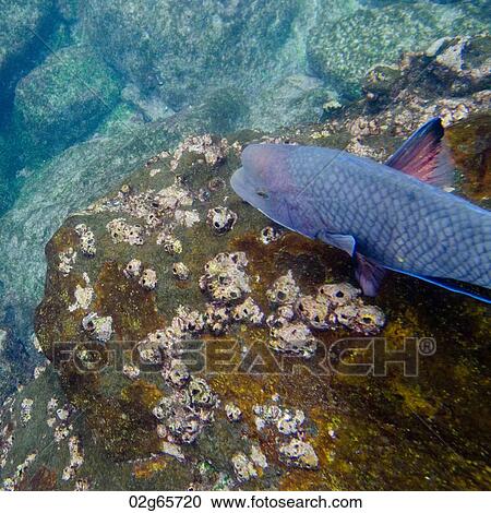 High angle view of a fish underwater, Gardner Bay, Espanola Island, Galapagos Islands, Ecuador View Large Photo Image Stock Image - High angle view of a fish underwater, Gardner Bay, Espanola Island, Galapagos Islands, Ecuador. Fotosearch