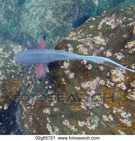 High angle view of a fish underwater, Gardner Bay, Espanola Island, Galapagos Islands, Ecuador View Large Photo Image Stock Image - High angle view of a fish underwater, Gardner Bay, Espanola Island, Galapagos Islands, Ecuador. Fotosearch