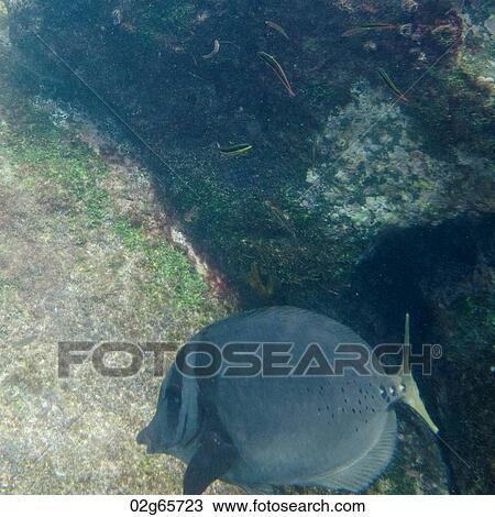 High angle view of a fish underwater, Gardner Bay, Espanola Island, Galapagos Islands, Ecuador View Large Photo Image Stock Image - High angle view of a fish underwater, Gardner Bay, Espanola Island, Galapagos Islands, Ecuador. Fotosearch