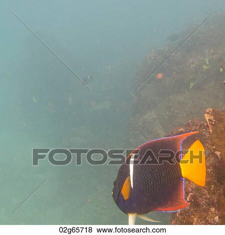 High angle view of a fish underwater, Gardner Bay, Espanola Island, Galapagos Islands, Ecuador View Large Photo Image Stock Photo - High angle view of a fish underwater, Gardner Bay, Espanola Island, Galapagos Islands, Ecuador. Fotosearch