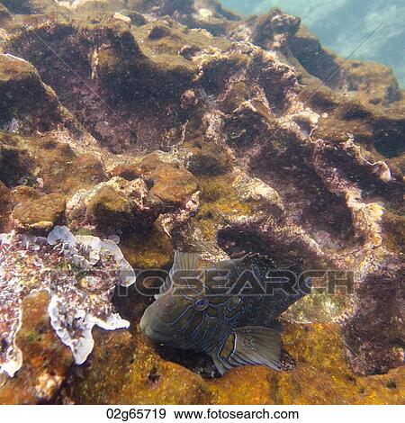 High angle view of a fish underwater, Gardner Bay, Espanola Island, Galapagos Islands, Ecuador View Large Photo Image Stock Photo - High angle view of a fish underwater, Gardner Bay, Espanola Island, Galapagos Islands, Ecuador. Fotosearch