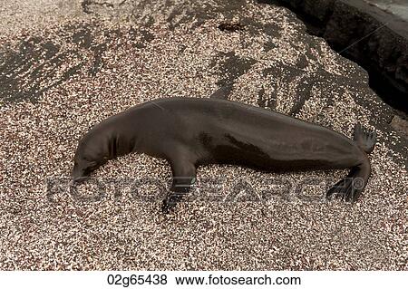 High angle view of a Galapagos sea lion (Zalophus californianus wollebacki), Punta Espinoza, Fernandina Island, Ecuador View Large Photo Image Stock Photo - High angle view of a Galapagos sea lion (Zalophus californianus wollebacki), Punta Espinoza, Fernandina Island, Ecuador. Fotosearch