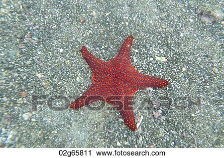 High angle view of a starfish underwater, Bartolome Island, Galapagos Islands, Ecuador View Large Photo Image Stock Image - High angle view of a starfish underwater, Bartolome Island, Galapagos Islands, Ecuador. Fotosearch