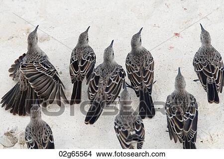 High angle view of Galapagos mockingbirds (Nesomimus parvulus), Gardner Bay, Espanola Island, Galapagos Islands, Ecuador View Large Photo Image Picture - High angle view of Galapagos mockingbirds (Nesomimus parvulus), Gardner Bay, Espanola Island, Galapagos Islands, Ecuador. Fotosearch