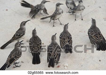 High angle view of Galapagos mockingbirds (Nesomimus parvulus), Gardner Bay, Espanola Island, Galapagos Islands, Ecuador View Large Photo Image Stock Photography - High angle view of Galapagos mockingbirds (Nesomimus parvulus), Gardner Bay, Espanola Island, Galapagos Islands, Ecuador. Fotosearch