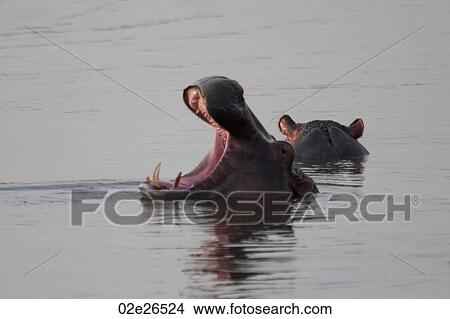 Hippo wildlife in Kenya View Large Photo Image Picture - Hippo wildlife in Kenya. Fotosearch