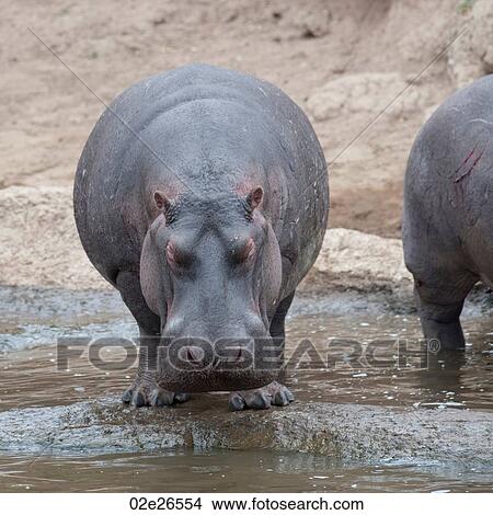 Hippo wildlife in Kenya View Large Photo Image Picture - Hippo wildlife in Kenya. Fotosearch