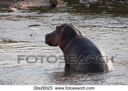 Hippo wildlife in Kenya View Large Photo Image Stock Image - Hippo wildlife in Kenya. Fotosearch