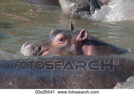 Hippo wildlife in Kenya View Large Photo Image Stock Image - Hippo wildlife in Kenya. Fotosearch
