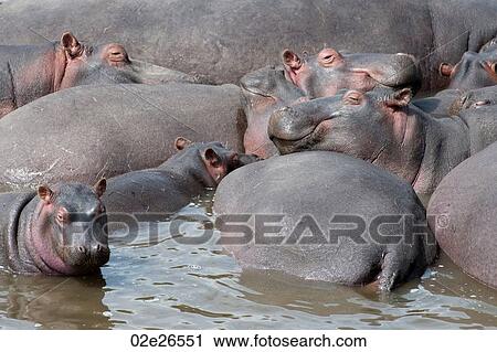 Hippo wildlife in Kenya View Large Photo Image Stock Image - Hippo wildlife in Kenya. Fotosearch